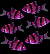 GloFish - Barb - Galactic Purple - 1 inch - Quantity of 6